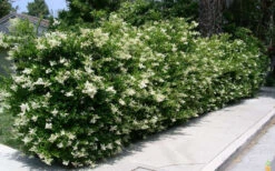 Wavy Leaf Ligustrum Recurvifolium - 1 Gallon Pot -Wilson Bros Gardens Picture Ligustrum Wavy Leaf Hedge
