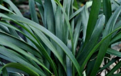 Big Blue Liriope (Lily Turf) - 1 Gallon Pot -Wilson Bros Gardens Picture Liriope Big Blue 7 1