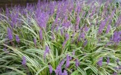 Variegated Liriope - Monkey Grass / Lilyturf - 10 Pack Of Pint Pots -Wilson Bros Gardens Picture Liriope Variegated 1 5