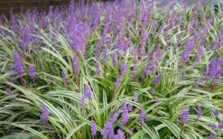 Variegated Liriope - Lilyturf - 54 Pack Of Pint Pots -Wilson Bros Gardens Picture Liriope Variegated 1 7