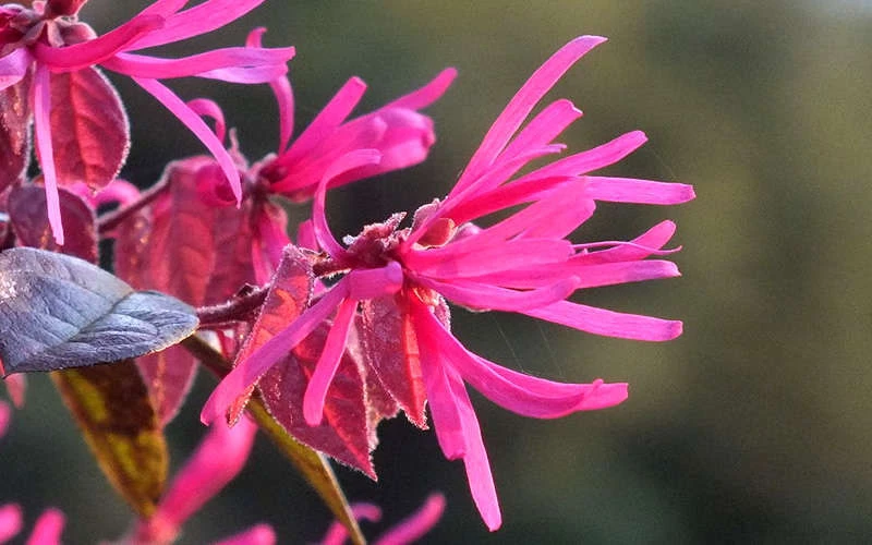 Purple Pixie Loropetalum - 6 Pack Of 1 Gallon Pots 7 Purple Pixie Loropetalum - 6 Pack Of 1 Gallon Pots - Image 7