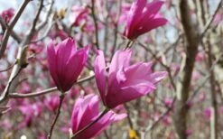 Ann Magnolia Tulip Tree - 2 Gallon Pot -Wilson Bros Gardens Picture Magnolia Ann 1 4