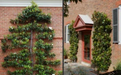 Little Gem Dwarf Southern Magnolia - 3 Gallon Pot (3-4') -Wilson Bros Gardens Picture Magnolia Little Gem Espalier 2 8