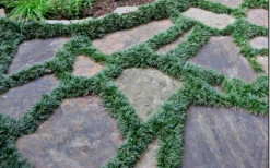 Dwarf Mondo Grass - 32 Pack Of 2.5" Pots -Wilson Bros Gardens Picture Mondo Grass Dwarf 6 4