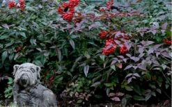 Harbor Belle Dwarf Nandina - 6 Pack Of 1 Gallon Pots -Wilson Bros Gardens Picture Nandina Harbor Belle 1 1