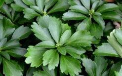 Pachysandra (Japanese Spurge) - 6 Pack Of Pint Pots 15 Pachysandra (Japanese Spurge) - 6 Pack Of Pint Pots -Wilson Bros Gardens Picture Pachysandra 1