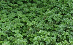 Pachysandra - Japanese Spurge - 18 Count Flat Of Pint Pots -Wilson Bros Gardens Picture Pachysandra 2 1
