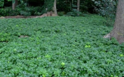 Pachysandra - Japanese Spurge - 18 Count Flat Of Pint Pots -Wilson Bros Gardens Picture Pachysandra 3 2