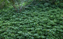 Pachysandra - Japanese Spurge - 18 Count Flat Of Pint Pots -Wilson Bros Gardens Picture Pachysandra 4 2