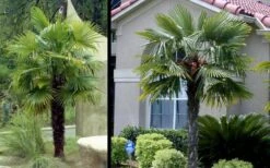 Windmill Cold Hardy Palm Tree - 7 Gallon Pot (2-3') 13 Windmill Cold Hardy Palm Tree - 7 Gallon Pot (2-3') -Wilson Bros Gardens Picture Palm Windmill 3 1