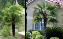 Windmill Cold Hardy Palm Tree - 7 Gallon Pot (3-4') -Wilson Bros Gardens Picture Palm Windmill 3