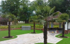 Windmill Cold Hardy Palm Tree - 7 Gallon Pot (3-4') -Wilson Bros Gardens Picture Palm Windmill 4