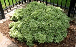 Variegated Pittosporum - Japanese Mock Orange - 1 Gallon Pot -Wilson Bros Gardens Picture Pittosporum Variegated Shrub 1 1
