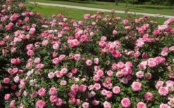 Sweet Drift Groundcover Rose - 3 Gallon Pot -Wilson Bros Gardens Picture Rose Drift Sweet 1