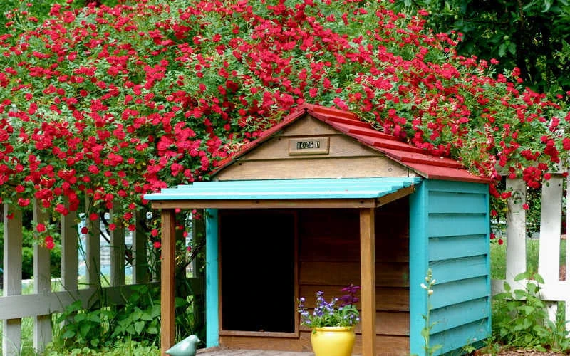 Red Cascade Miniature Climbing Rose - 6 Pack Of 1 Gallon Pots 4 Red Cascade Miniature Climbing Rose - 6 Pack Of 1 Gallon Pots - Image 4