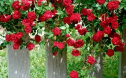 Red Cascade Miniature Climbing Rose - 6 Pack Of 1 Gallon Pots 13 Red Cascade Miniature Climbing Rose - 6 Pack Of 1 Gallon Pots -Wilson Bros Gardens Picture Rose Red Cascade 11 1