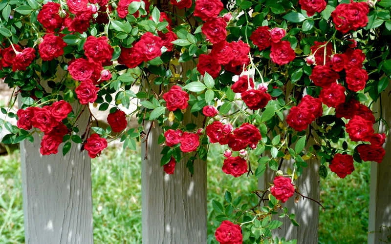 Red Cascade Miniature Climbing Rose - 6 Pack Of 1 Gallon Pots 5 Red Cascade Miniature Climbing Rose - 6 Pack Of 1 Gallon Pots - Image 5