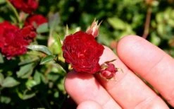 Red Cascade Miniature Climbing Rose - 2.5 Quart Pot 15 Red Cascade Miniature Climbing Rose - 2.5 Quart Pot -Wilson Bros Gardens Picture Rose Red Cascade 5 2