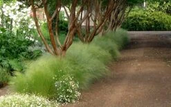 Pony Tails Mexican Feather Grass - Stipa Tennuissima - 6 Pack Of 1 Gallon Pots -Wilson Bros Gardens Picture Stipa Tenuissima 10 1
