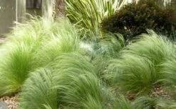 Pony Tails Mexican Feather Grass (Stipa Tennuissima) - 3 Pack Of Quart Pots -Wilson Bros Gardens Picture Stipa Tenuissima 7 1