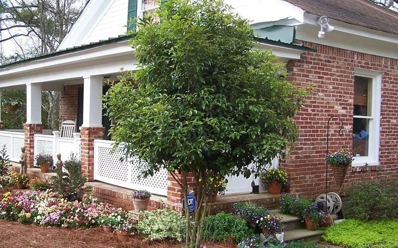 Fragrant White Tea Olive - 6 Pack Of 1 Gallon Pots 6 Fragrant White Tea Olive - 6 Pack Of 1 Gallon Pots - Image 6