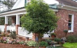 Fragrant White Tea Olive - 7 Gallon Pot (5-6') 11 Fragrant White Tea Olive - 7 Gallon Pot (5-6') -Wilson Bros Gardens Picture Tea Olive Tree 6