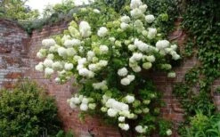 Chinese Snowball Viburnum Bush - 6 Gallon Pot (3-4') -Wilson Bros Gardens Picture Viburnum Chinese Snowball Espalier
