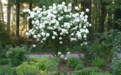 Chinese Snowball Viburnum Bush - 7 Gallon Pot (4-5') -Wilson Bros Gardens Picture Viburnum Chinese Snowball Tree 1 1