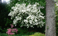 Chinese Snowball Viburnum Bush - 7 Gallon Pot (4-5') -Wilson Bros Gardens Picture Viburnum Chinese Snowball Tree 2 1