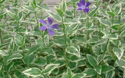 Variegated Bigleaf Periwinkle - Vinca Major 'Variegata' - 10 Pack Of Pint Pots -Wilson Bros Gardens Picture Vinca Major Variegated 4