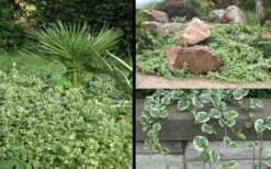 Variegated Bigleaf Periwinkle - Vinca Major 'Variegata' - 10 Pack Of Pint Pots -Wilson Bros Gardens Picture Vinca Major Variegated 6