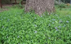 Evergreen Periwinkle - Vinca Minor - 18 Count Flat Of Pint Pots -Wilson Bros Gardens Picture Vinca Minor Around tree 1
