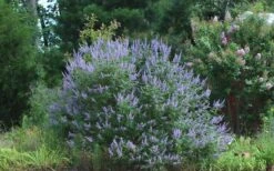 Blue Chaste Tree - Vitex Agnus-castus - 3 Gallon Pot 14 Blue Chaste Tree - Vitex Agnus-castus - 3 Gallon Pot -Wilson Bros Gardens Picture Vitex Chaste Tree 4