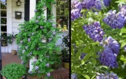 Amethyst Falls Wisteria Vine - 5 Gallon Pot -Wilson Bros Gardens Picture Wisteria Amethyst Falls 2