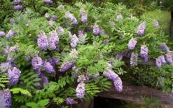 Amethyst Falls Wisteria Vine - 3 Gallon Pot 15 Amethyst Falls Wisteria Vine - 3 Gallon Pot -Wilson Bros Gardens Picture Wisteria Amethyst Falls 5 1