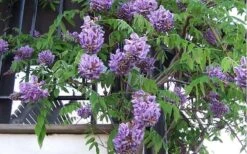 Amethyst Falls Wisteria Vine - 5 Gallon Pot -Wilson Bros Gardens Picture Wisteria Amethyst Falls Vine 1