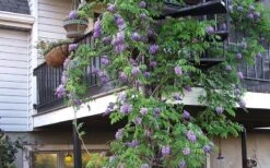 Amethyst Falls Wisteria Vine - 3 Gallon Pot 16 Amethyst Falls Wisteria Vine - 3 Gallon Pot -Wilson Bros Gardens Picture Wisteria Amethyst Falls Vine 2