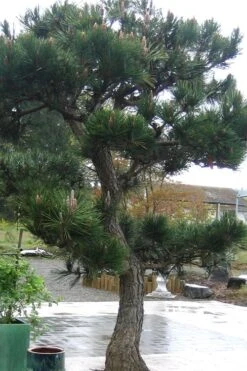 Japanese Black Pine - Pinus Thunbergii - 3 Gallon Pot -Wilson Bros Gardens Pine Japanese Black 11