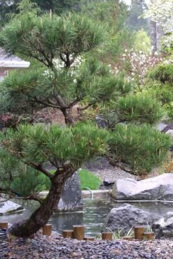 Japanese Black Pine - Pinus Thunbergii - 3 Gallon Pot -Wilson Bros Gardens Pine Japanese Black 7