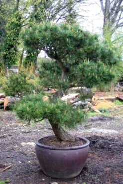 Japanese Black Pine - Pinus Thunbergii - 3 Gallon Pot -Wilson Bros Gardens Pine Japanese Black In Pot 1