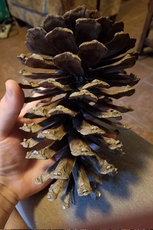 Southern Yellow Long Leaf Pine Tree (Pinus Palustris) - 7 Gallon Pot (3-4') 7 Southern Yellow Long Leaf Pine Tree (Pinus Palustris) - 7 Gallon Pot (3-4') - Image 7