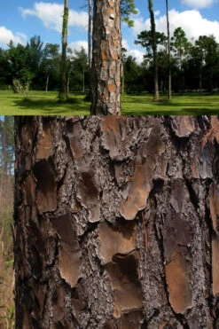 Southern Yellow Long Leaf Pine Tree (Pinus Palustris) - 7 Gallon Pot (3-4') 13 Southern Yellow Long Leaf Pine Tree (Pinus Palustris) - 7 Gallon Pot (3-4') -Wilson Bros Gardens Pine Southern Yellow Long Leaf 4