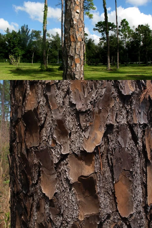 Southern Yellow Long Leaf Pine Tree (Pinus Palustris) - 7 Gallon Pot (3-4') 6 Southern Yellow Long Leaf Pine Tree (Pinus Palustris) - 7 Gallon Pot (3-4') - Image 6