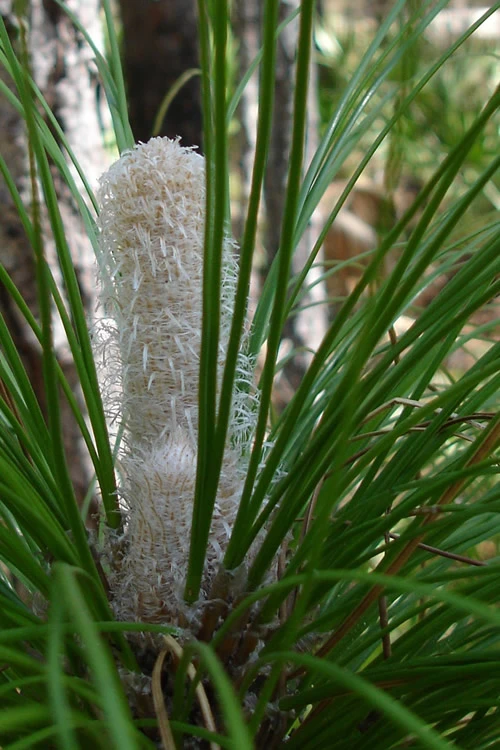 Southern Yellow Long Leaf Pine Tree (Pinus Palustris) - 7 Gallon Pot (3-4') 5 Southern Yellow Long Leaf Pine Tree (Pinus Palustris) - 7 Gallon Pot (3-4') - Image 5