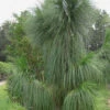 Southern Yellow Long Leaf Pine Tree (Pinus Palustris) - 7 Gallon Pot (3-4')