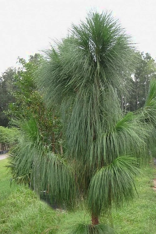 Southern Yellow Long Leaf Pine Tree (Pinus Palustris) - 7 Gallon Pot (3-4') 1 Southern Yellow Long Leaf Pine Tree (Pinus Palustris) - 7 Gallon Pot (3-4')