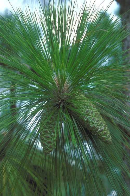 Southern Yellow Long Leaf Pine Tree (Pinus Palustris) - 7 Gallon Pot (3-4') 8 Southern Yellow Long Leaf Pine Tree (Pinus Palustris) - 7 Gallon Pot (3-4') - Image 8