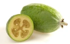 Pineapple Guava - Feijoa Sellowiana - 3 Gallon Pot 17 Pineapple Guava - Feijoa Sellowiana - 3 Gallon Pot -Wilson Bros Gardens Pineapple Guava Fruit 1