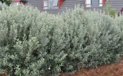 Pineapple Guava - Feijoa Sellowiana - 3 Gallon Pot 15 Pineapple Guava - Feijoa Sellowiana - 3 Gallon Pot -Wilson Bros Gardens Pineapple Guava Hedge 1