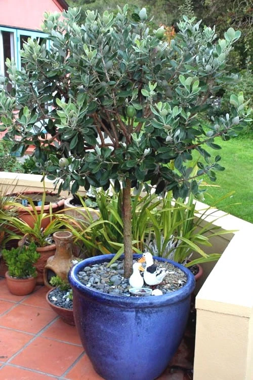 Pineapple Guava -Feijoa Sellowiana - 7 Gallon Pot 6 Pineapple Guava -Feijoa Sellowiana - 7 Gallon Pot - Image 6